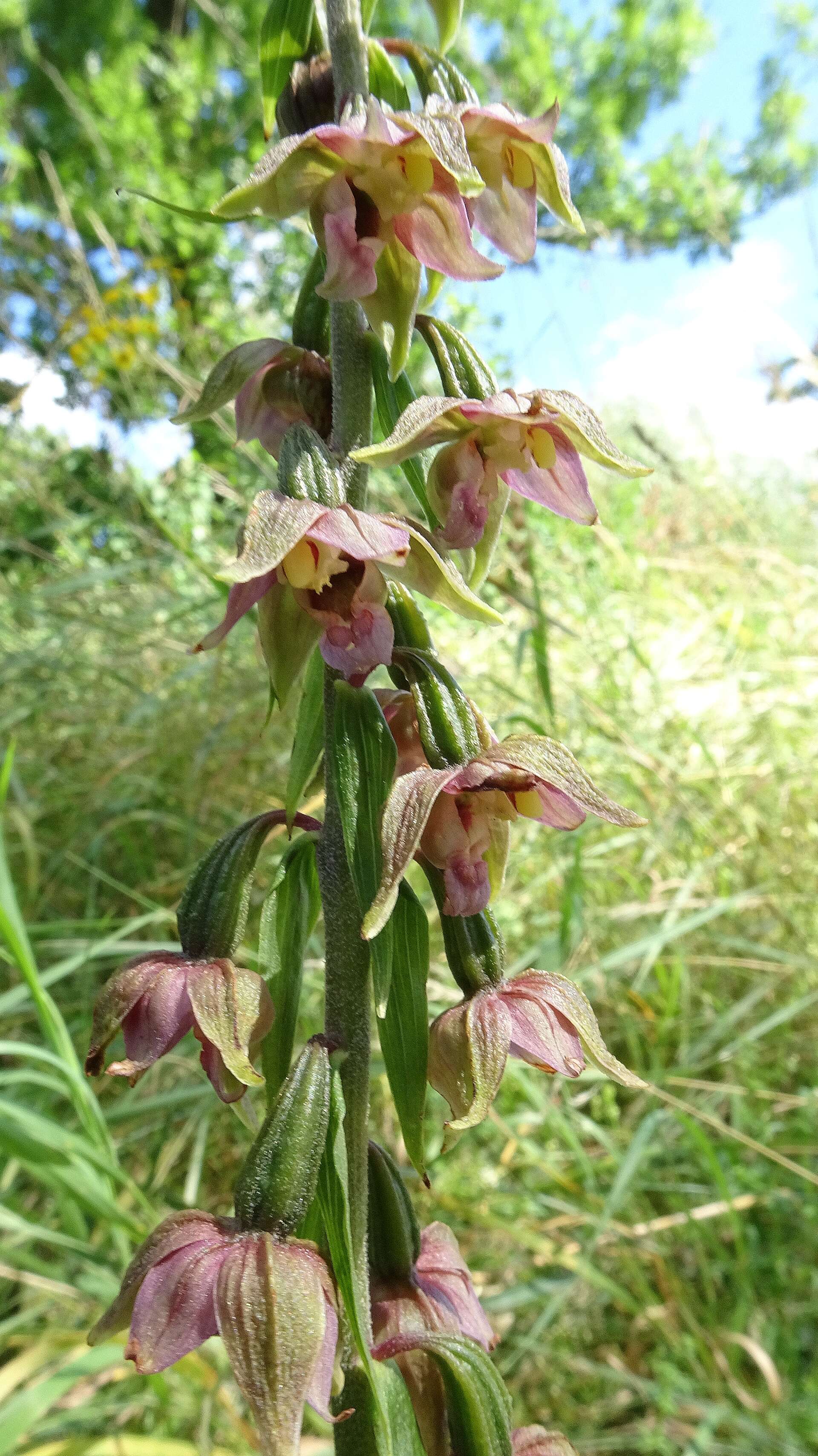 Image of Broad-leaved Helleborine