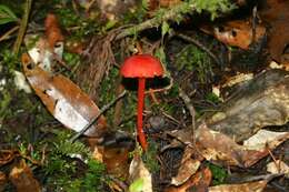 Image of Hygrocybe miniata (Fr.) P. Kumm. 1871