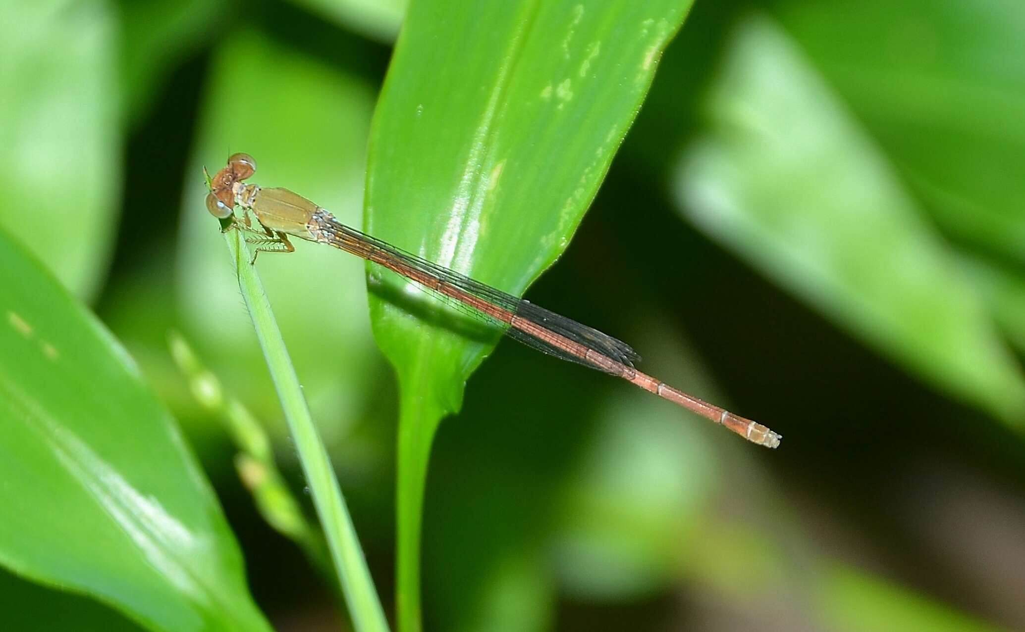 Image of Ceriagrion olivaceum Laidlaw 1914