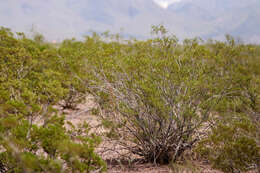 Image de Larrea tridentata (Sesse & Moc. ex DC.) Coult.