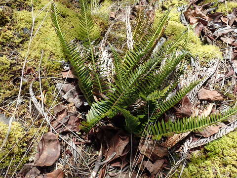 Image of narrowleaf swordfern