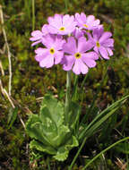 Plancia ëd Primula farinosa L.