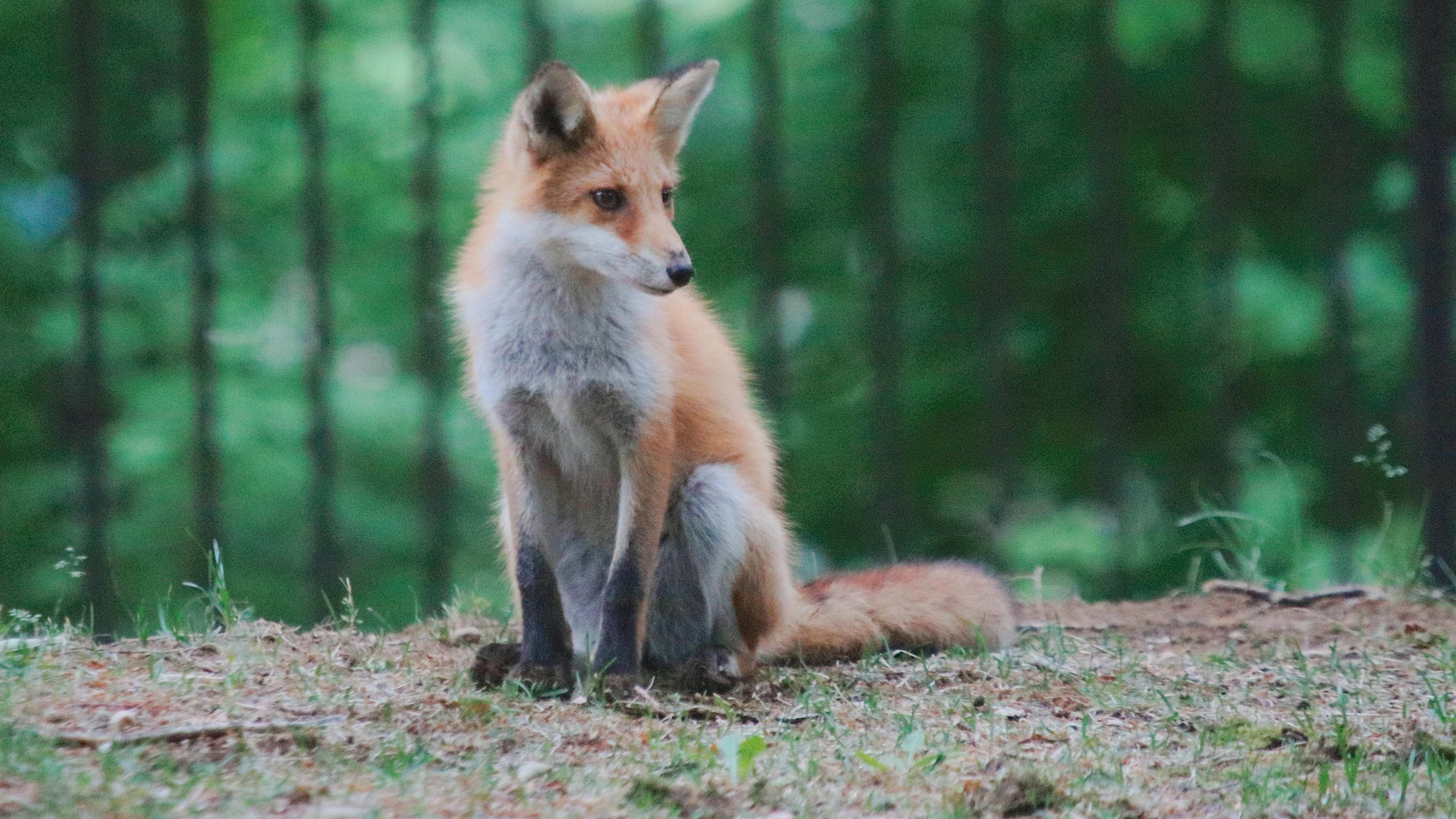 Vulpes vulpes schrencki Kishida 1924 resmi