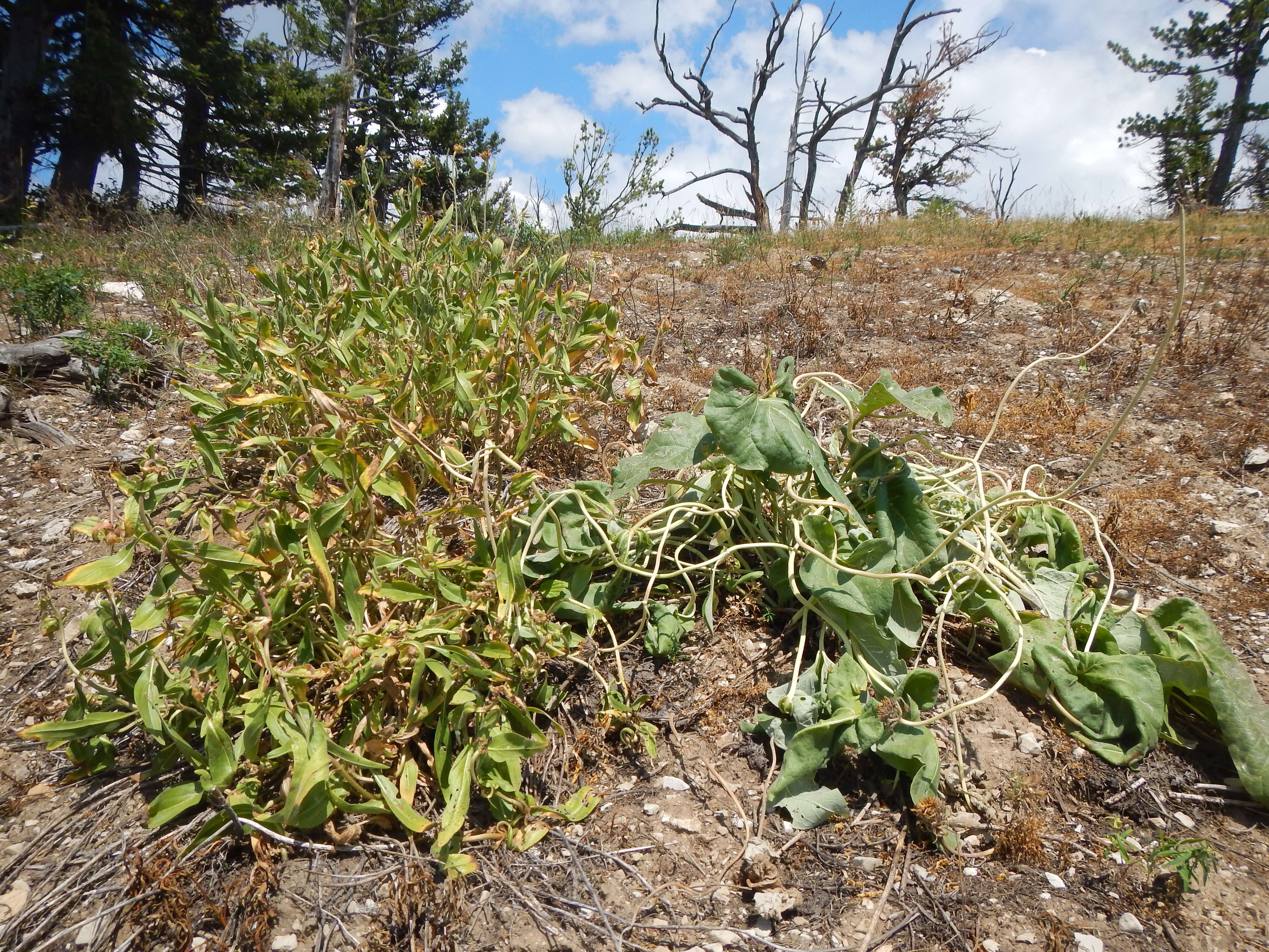 Image of oneflower helianthella