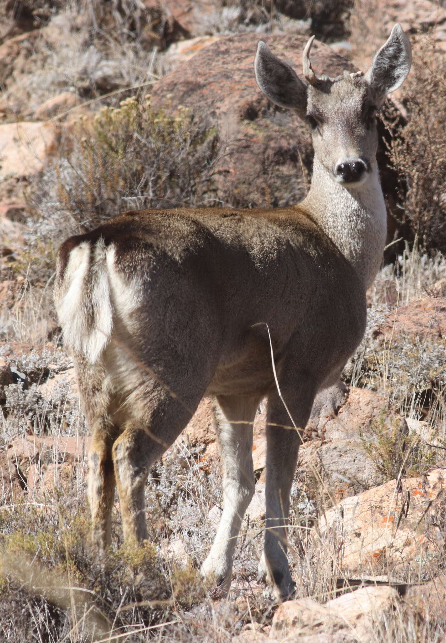 Image of North Andean Deer