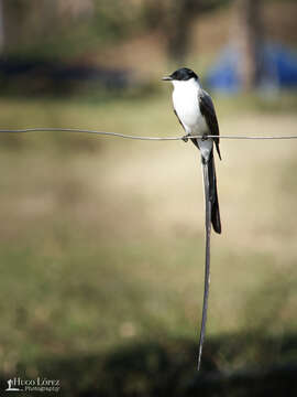 Image of Fork-tailed Flycatcher