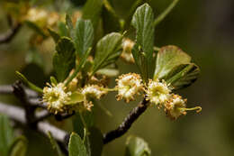 Plancia ëd Cercocarpus montanus var. paucidentatus (S. Wats.) F. L. Martin