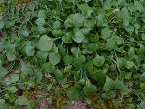 Image of Indian lettuce