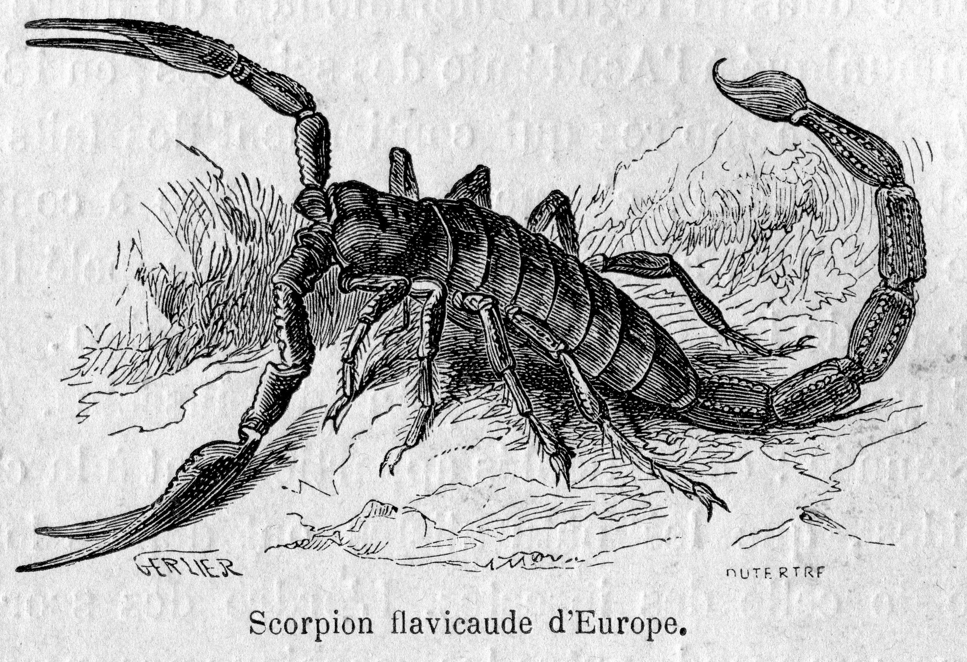 Image of Euscorpius flavicaudis (De Geer 1778)