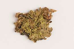 Image of Yellow specklebelly lichen