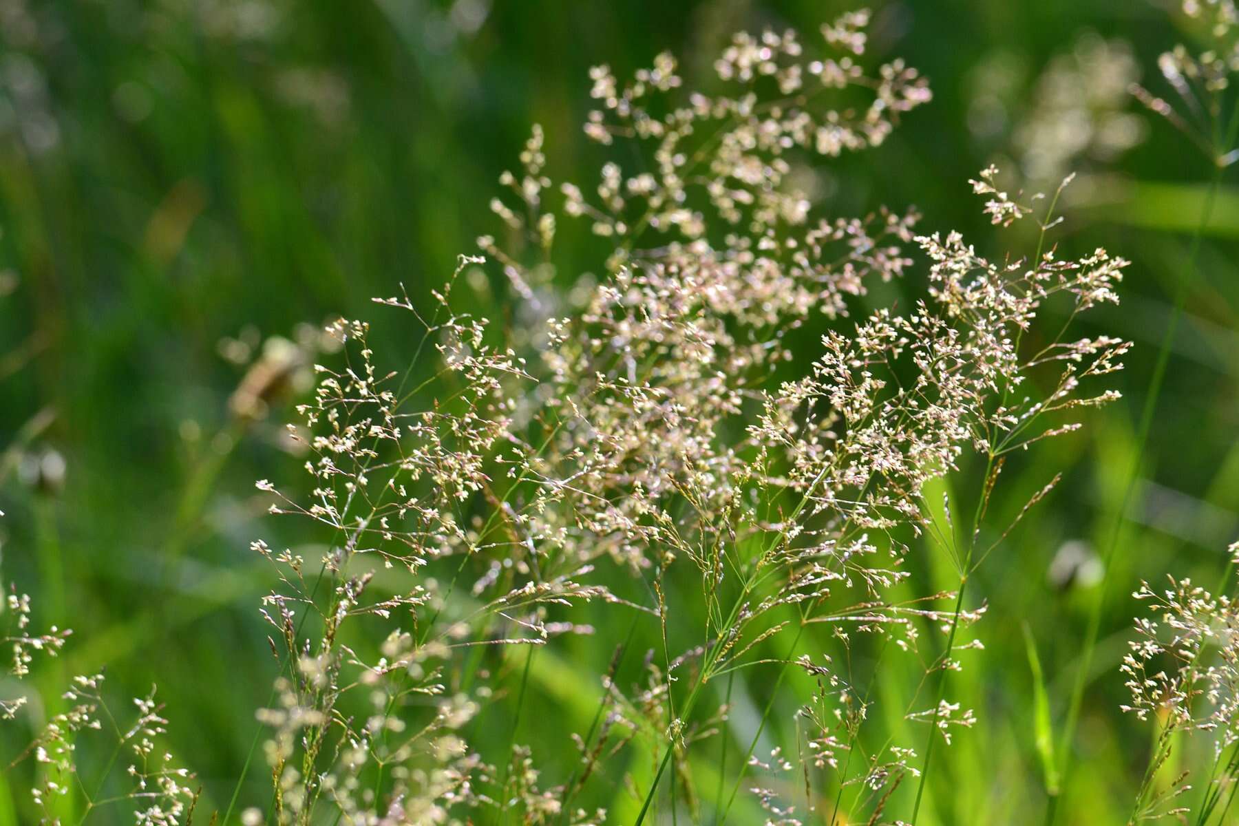 Image de Agrostis commun