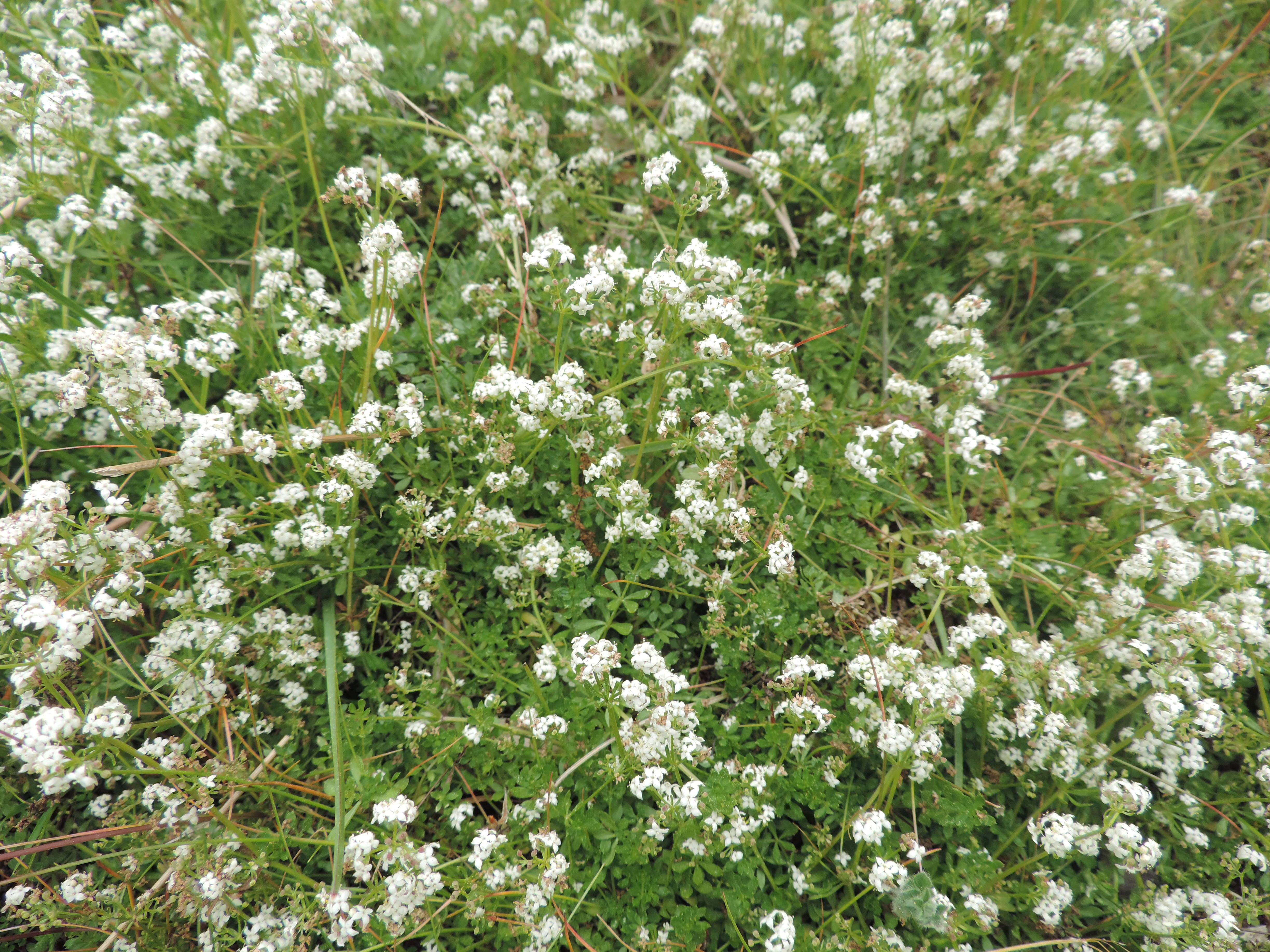 Plancia ëd Galium saxatile L.