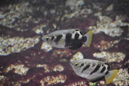 Image of Banded Archerfish