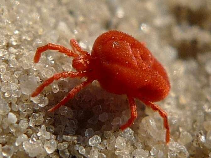 Image of Clover mite