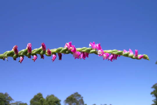 Image of Spiranthes australis