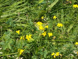 Image of Common Bird's-foot-trefoil