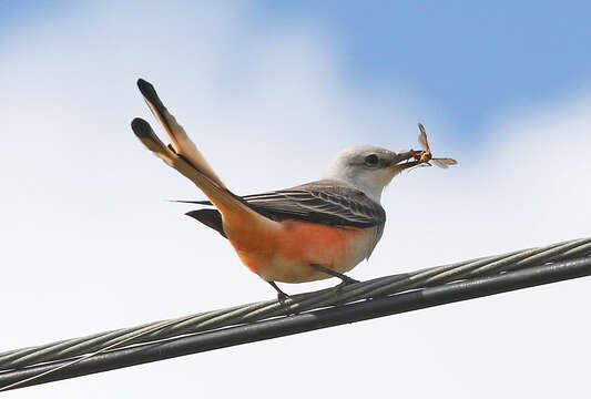 Image of Scissor-tailed Flycatcher