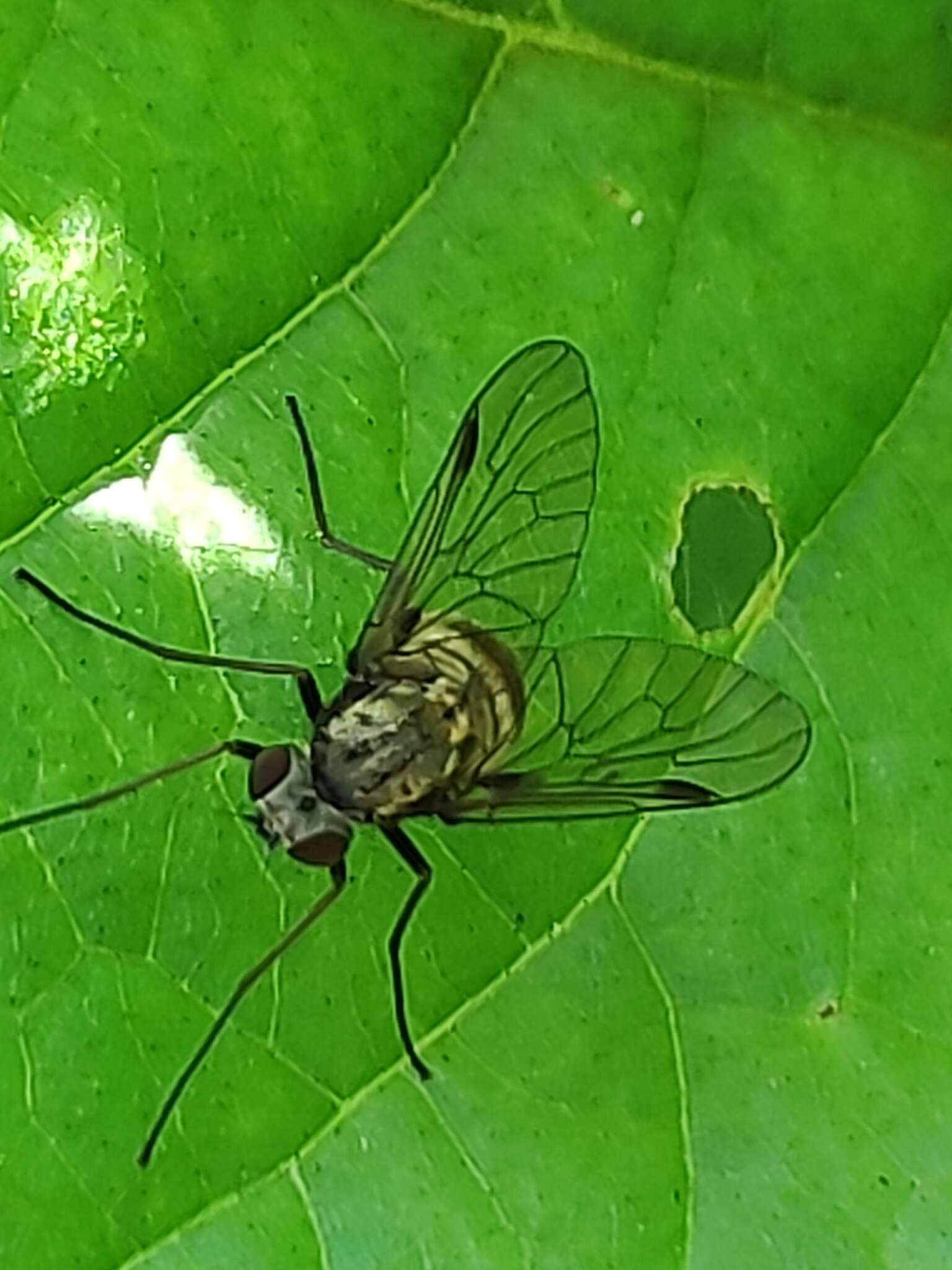 Image of Chrysopilus cristatus