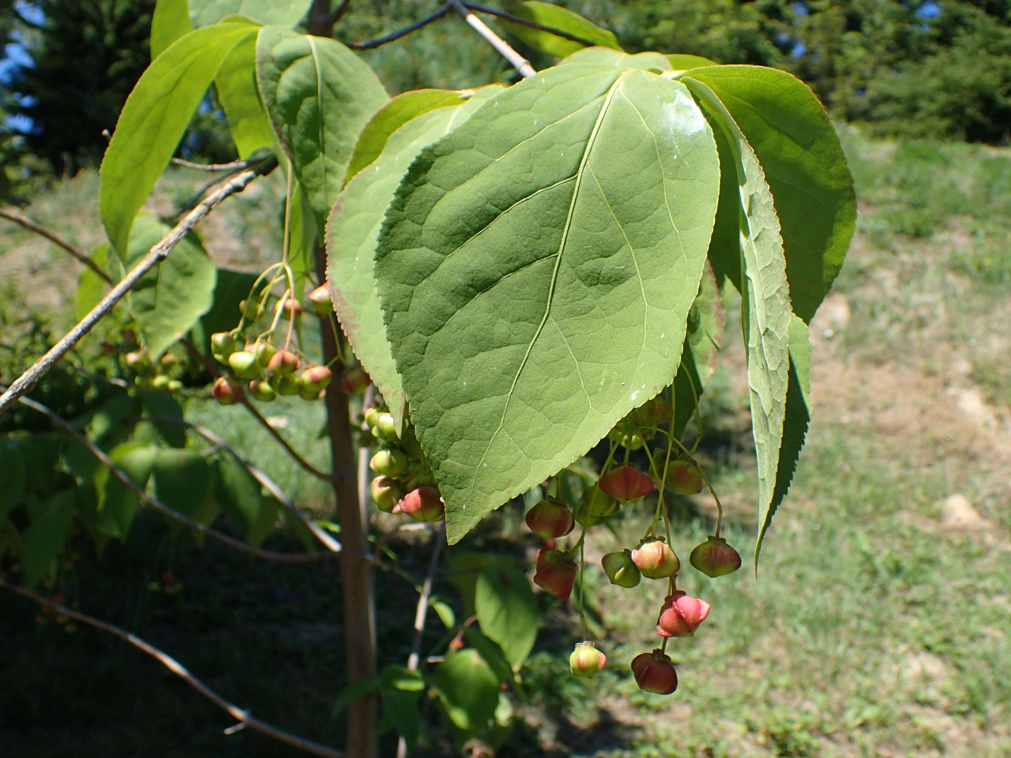 Image of Siberian Spindle