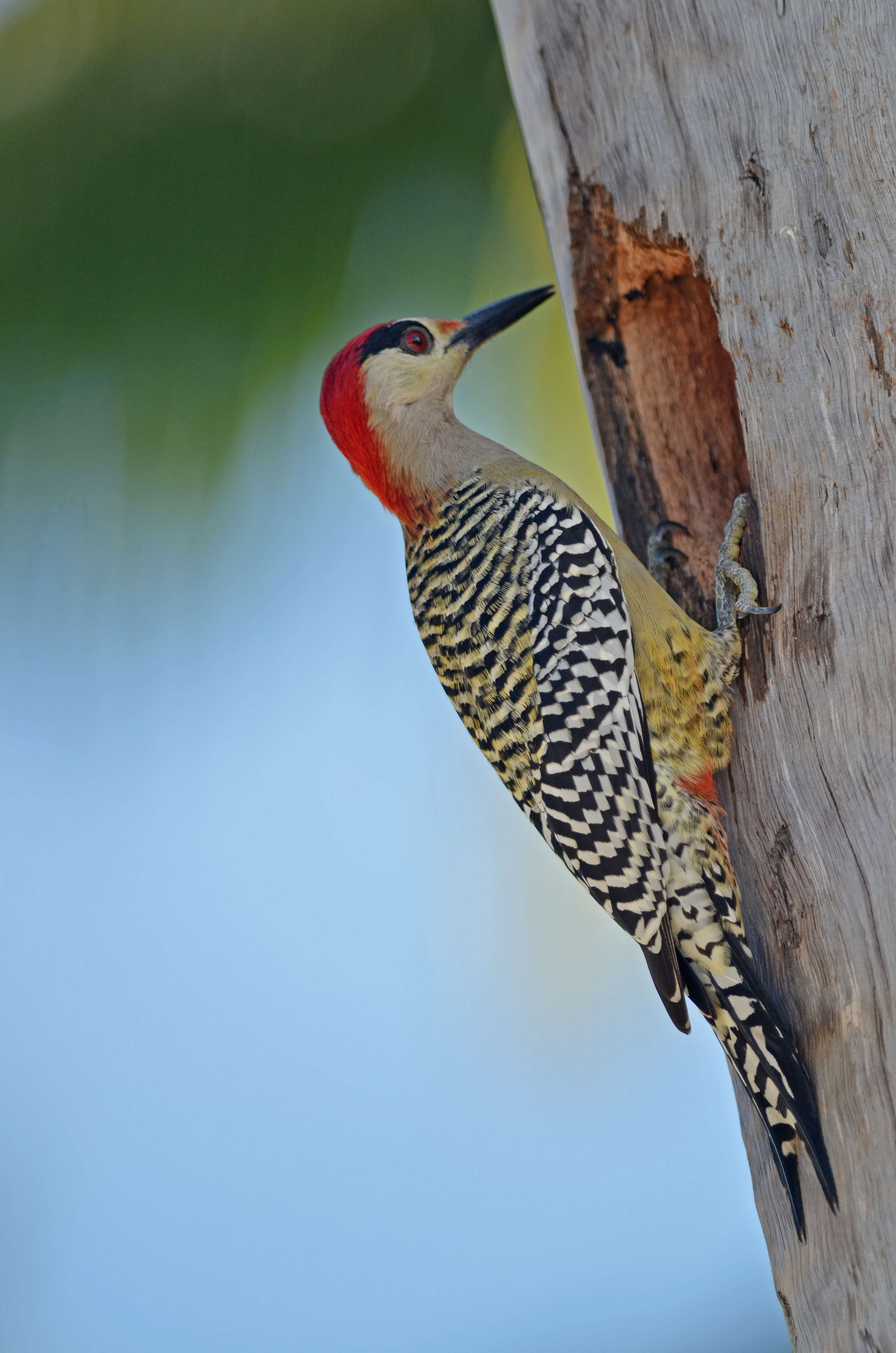 Image of West Indian Woodpecker