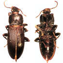 Image of Zolodininae Watt 1974