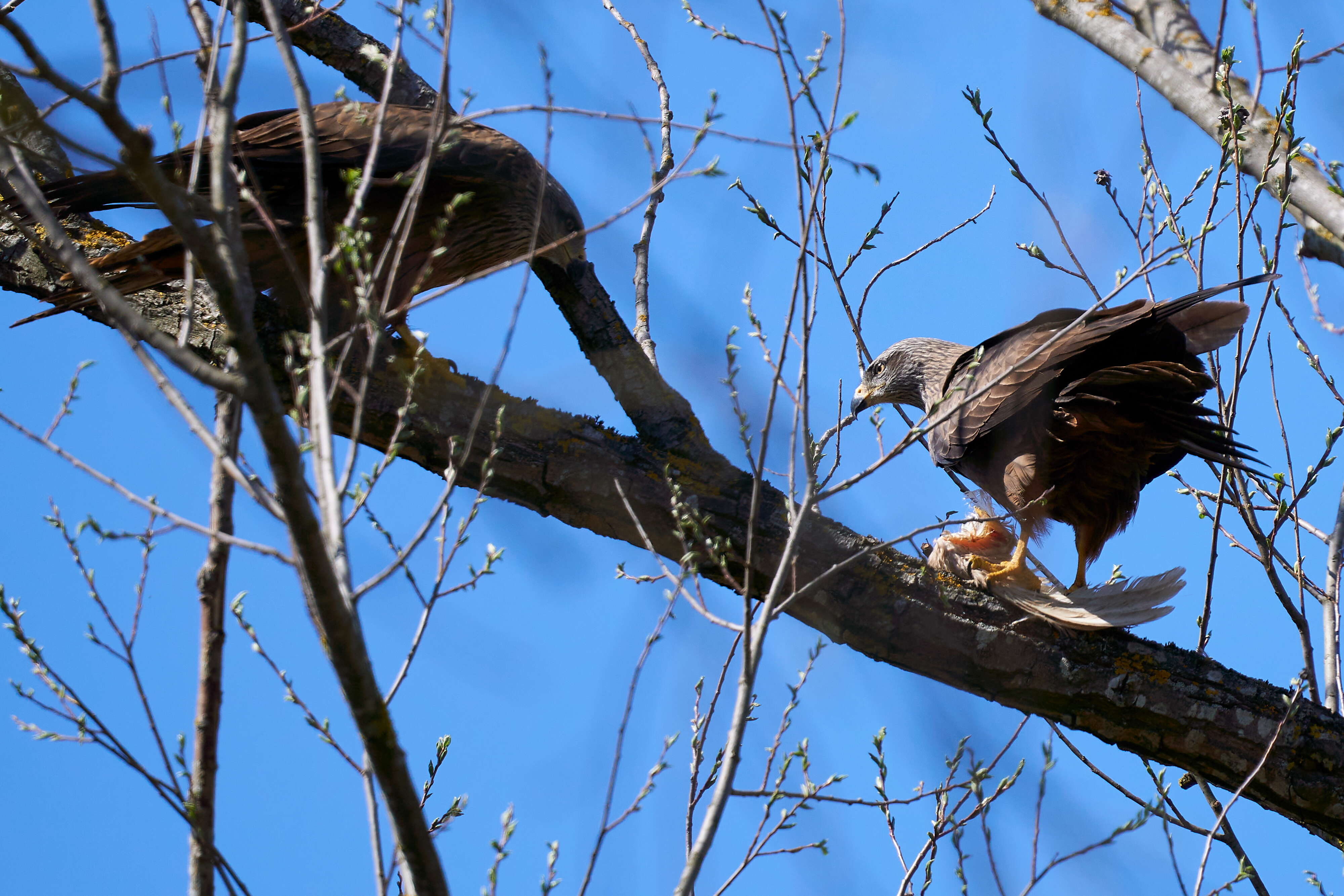 Image of Red Kite