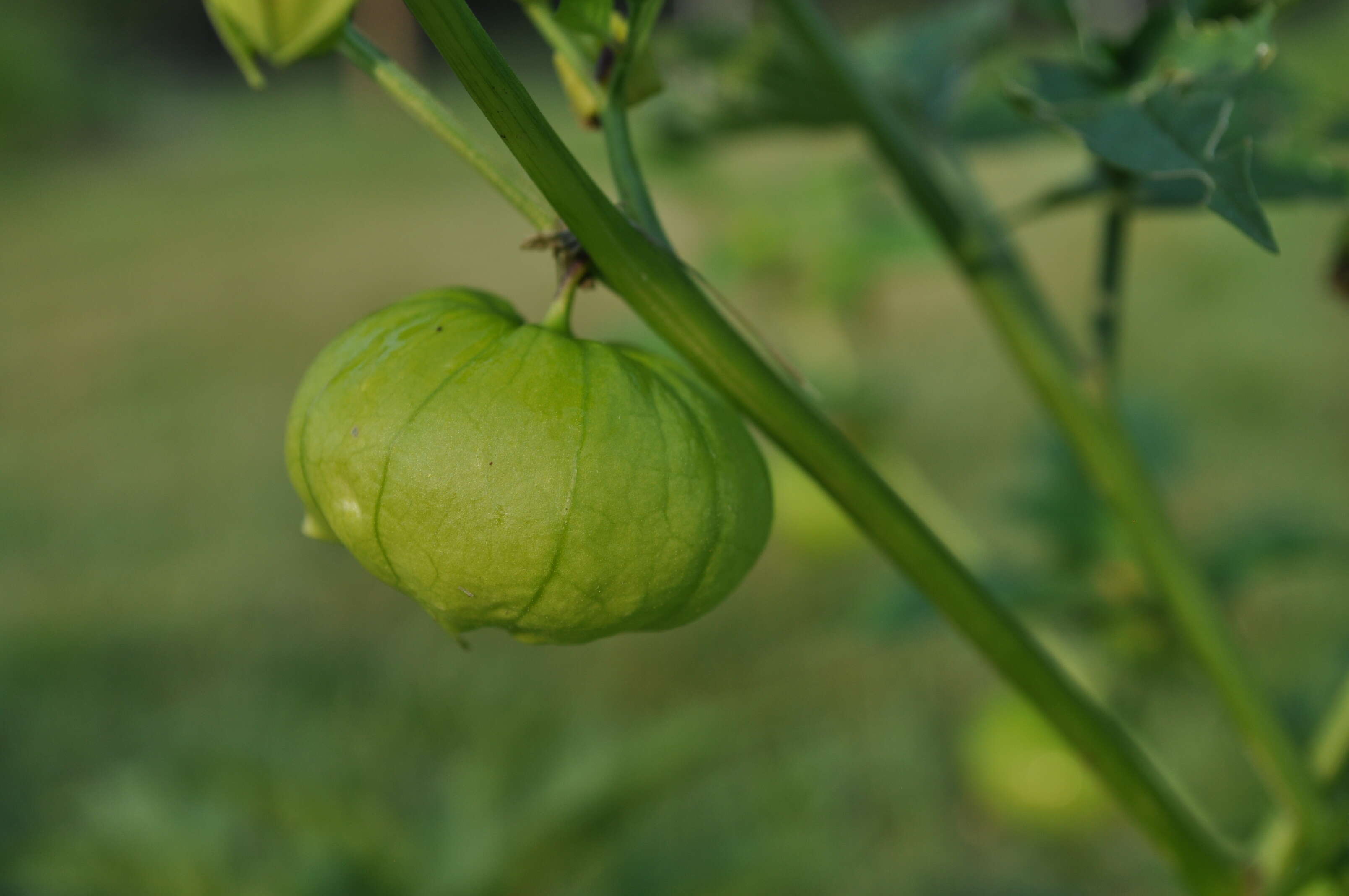 Physalis longifolia Nutt. resmi