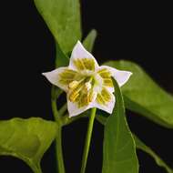 Plancia ëd Capsicum baccatum L.