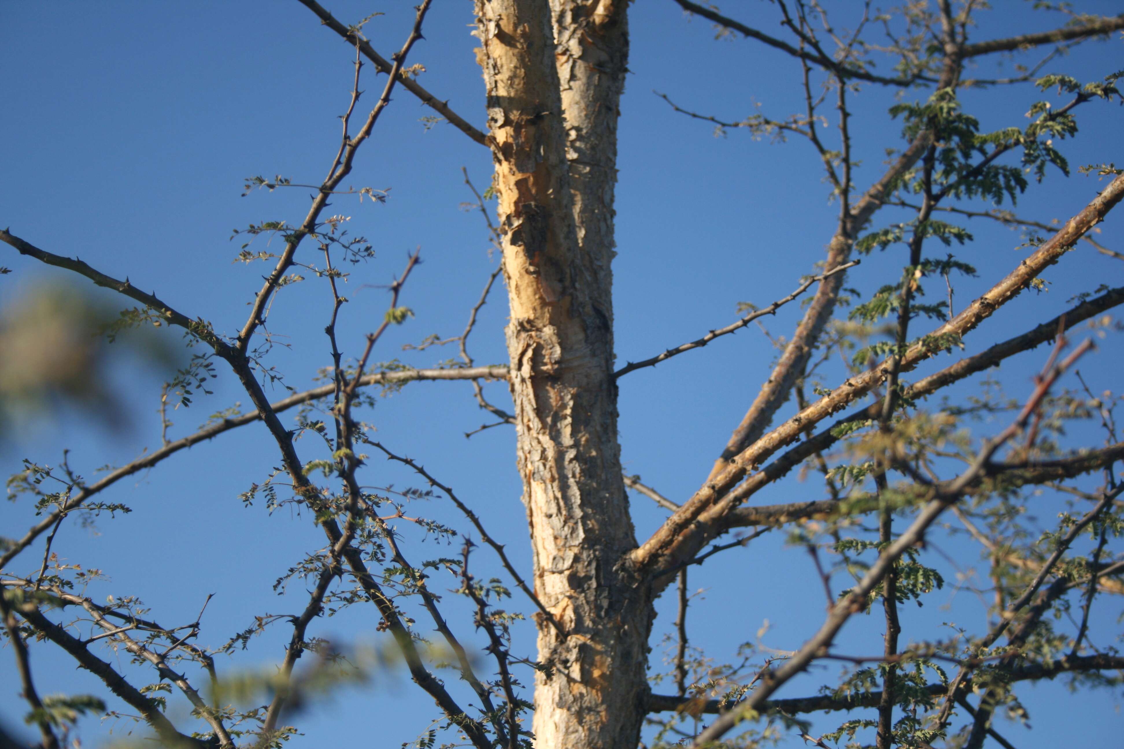 Image of gum arabic