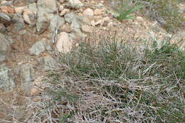 Image of Asperula cypria Ehrend.