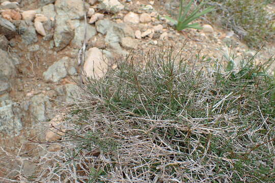 Image of Asperula cypria Ehrend.