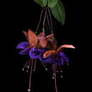 Image of Fuchsia