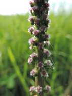 Image of Sea Arrowgrass