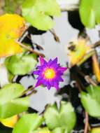 Image of blue star water-lily