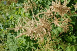 Image of bride's feathers