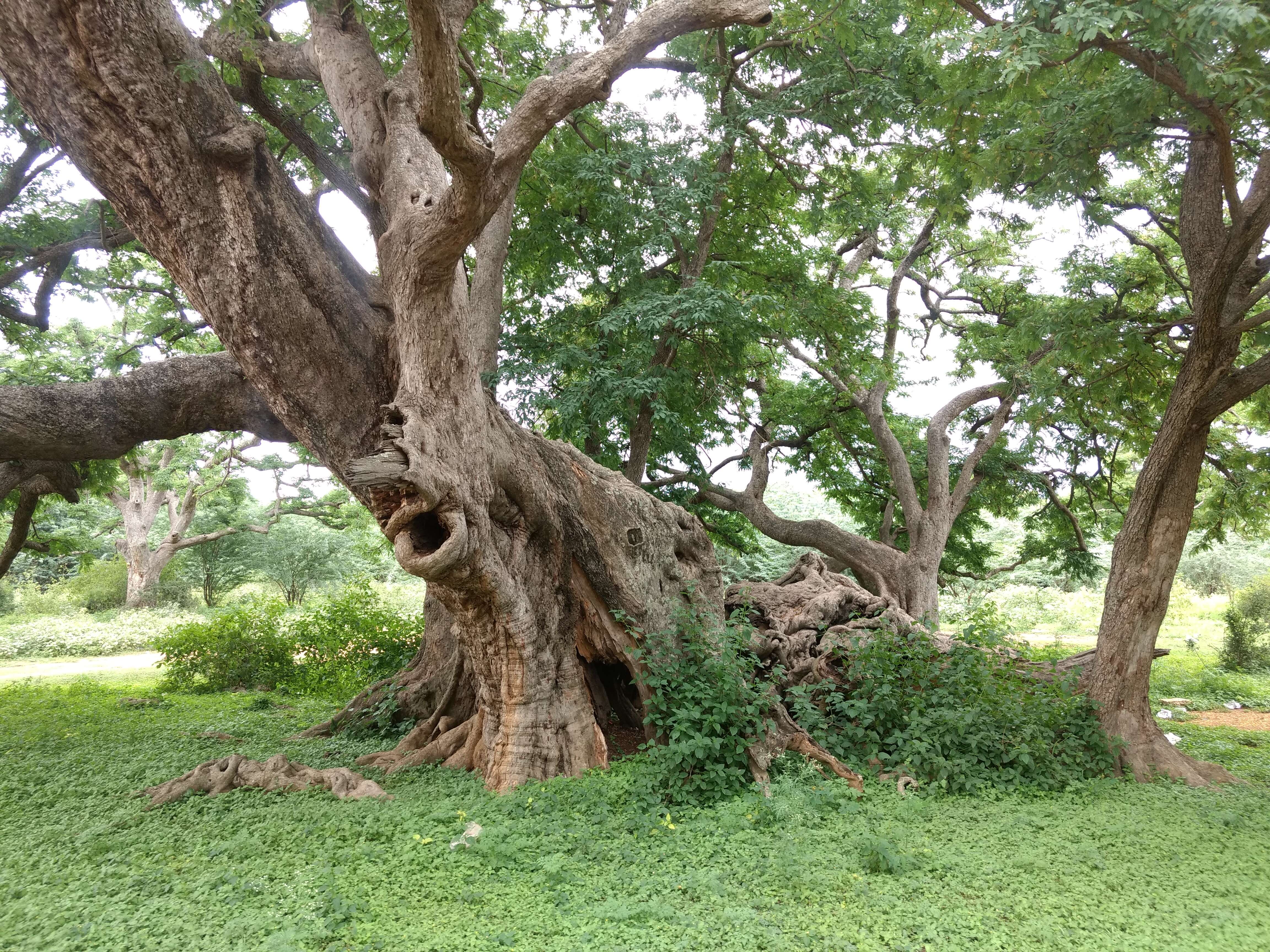 Image of tamarind