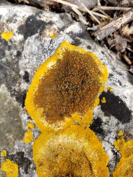 Image of orange lichen