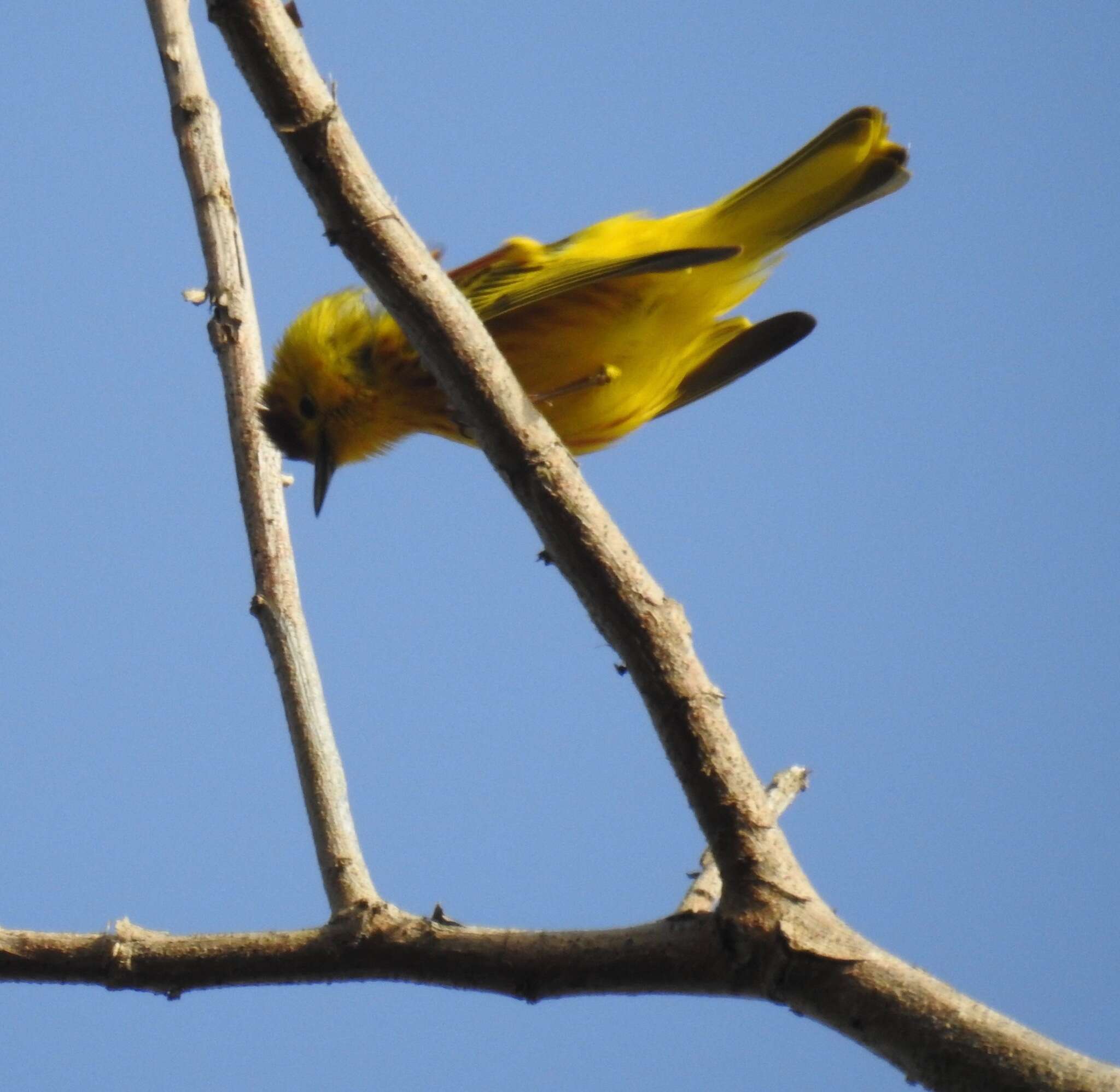 Image of Mangrove Warbler