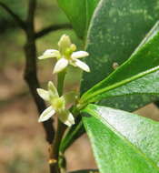 Image de Zanthoxylum ovalifolium Wight