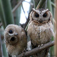 Image of Indian Scops Owl