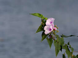 Слика од Ipomoea carnea Jacq.