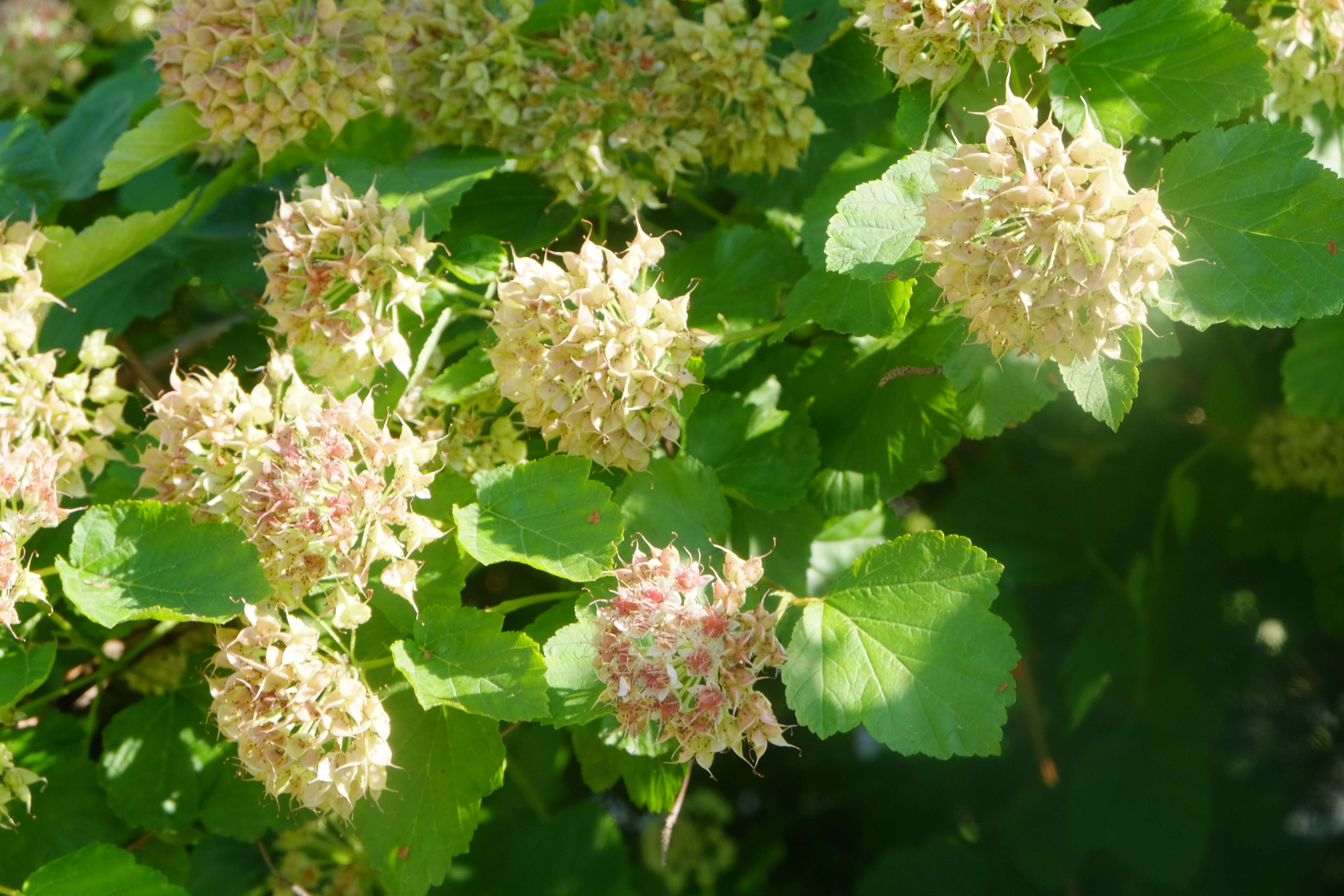 Physocarpus opulifolius (L.) Maxim. resmi