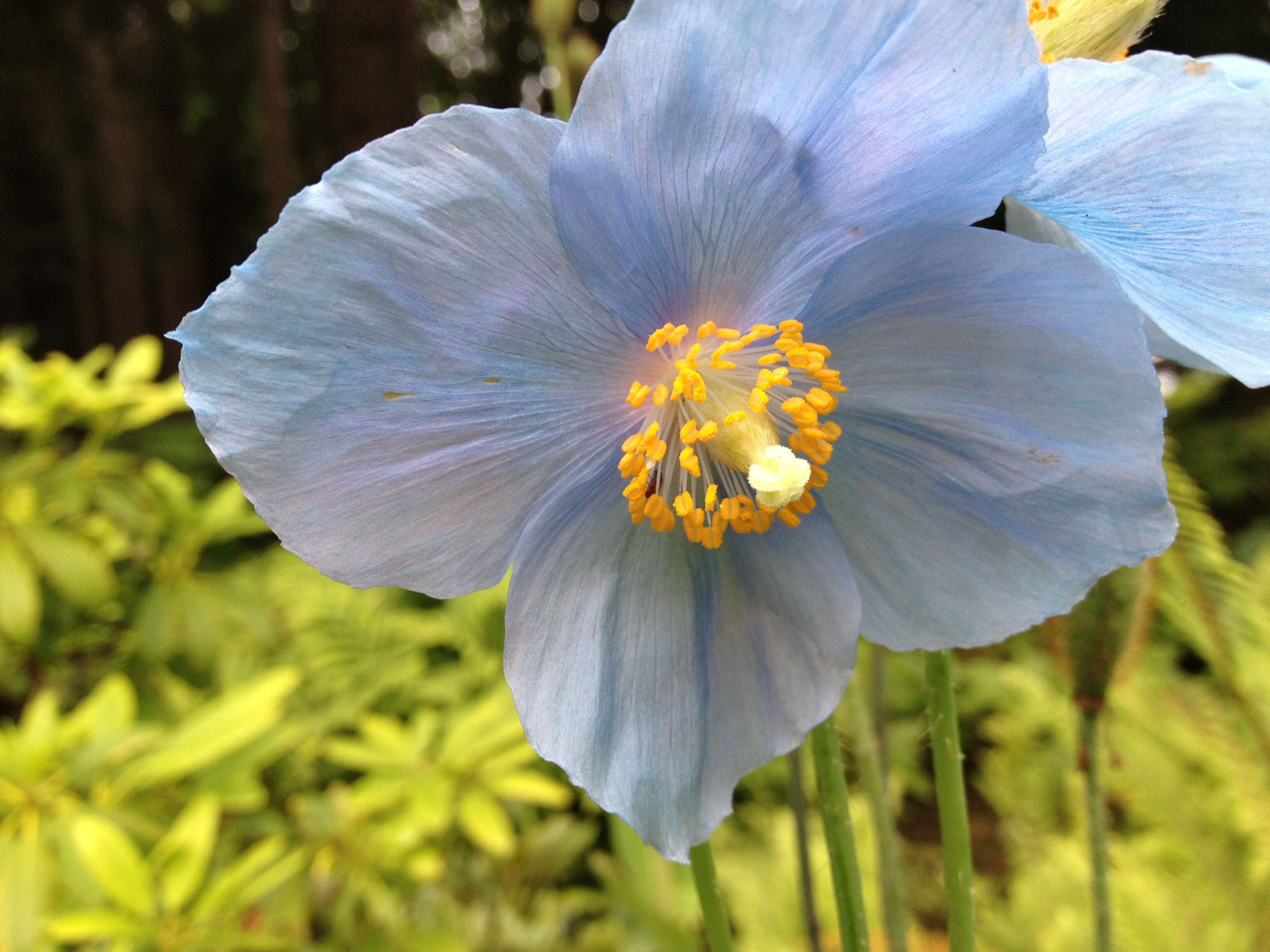 Image of Meconopsis