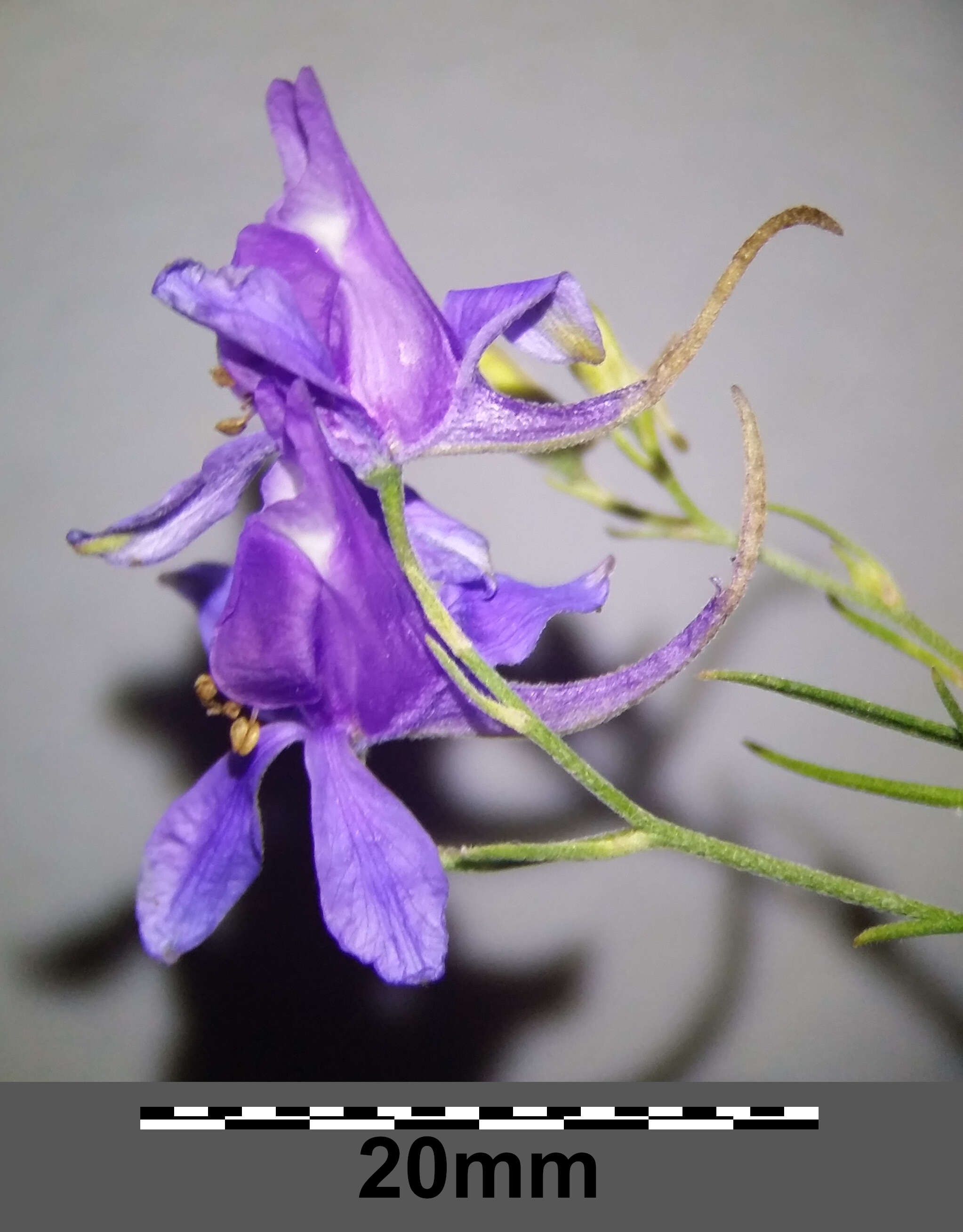 Image of forking larkspur