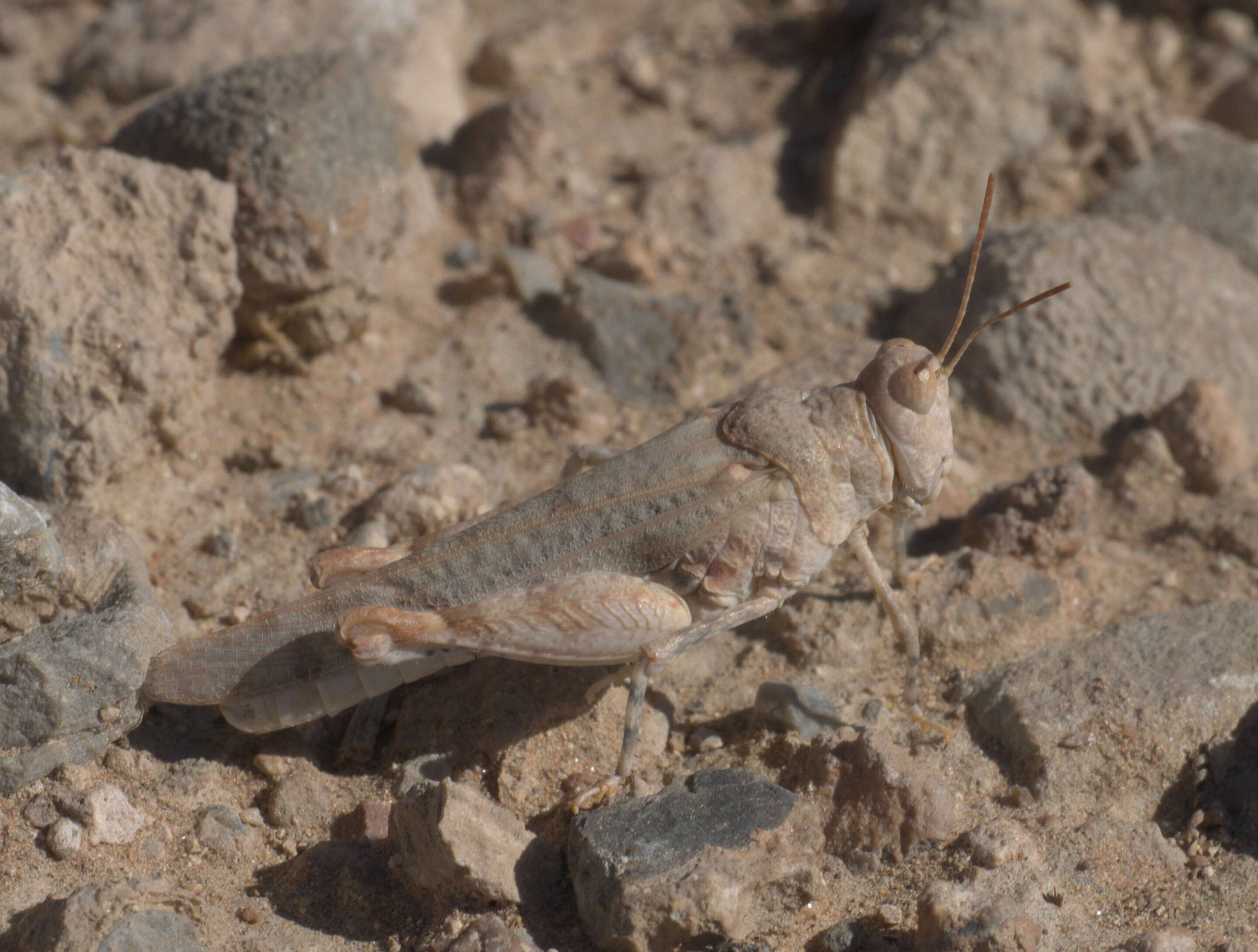 Image of Cream Grasshopper