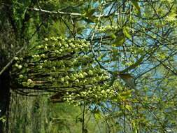 Image of Stachyurus praecox Sieb. & Zucc.