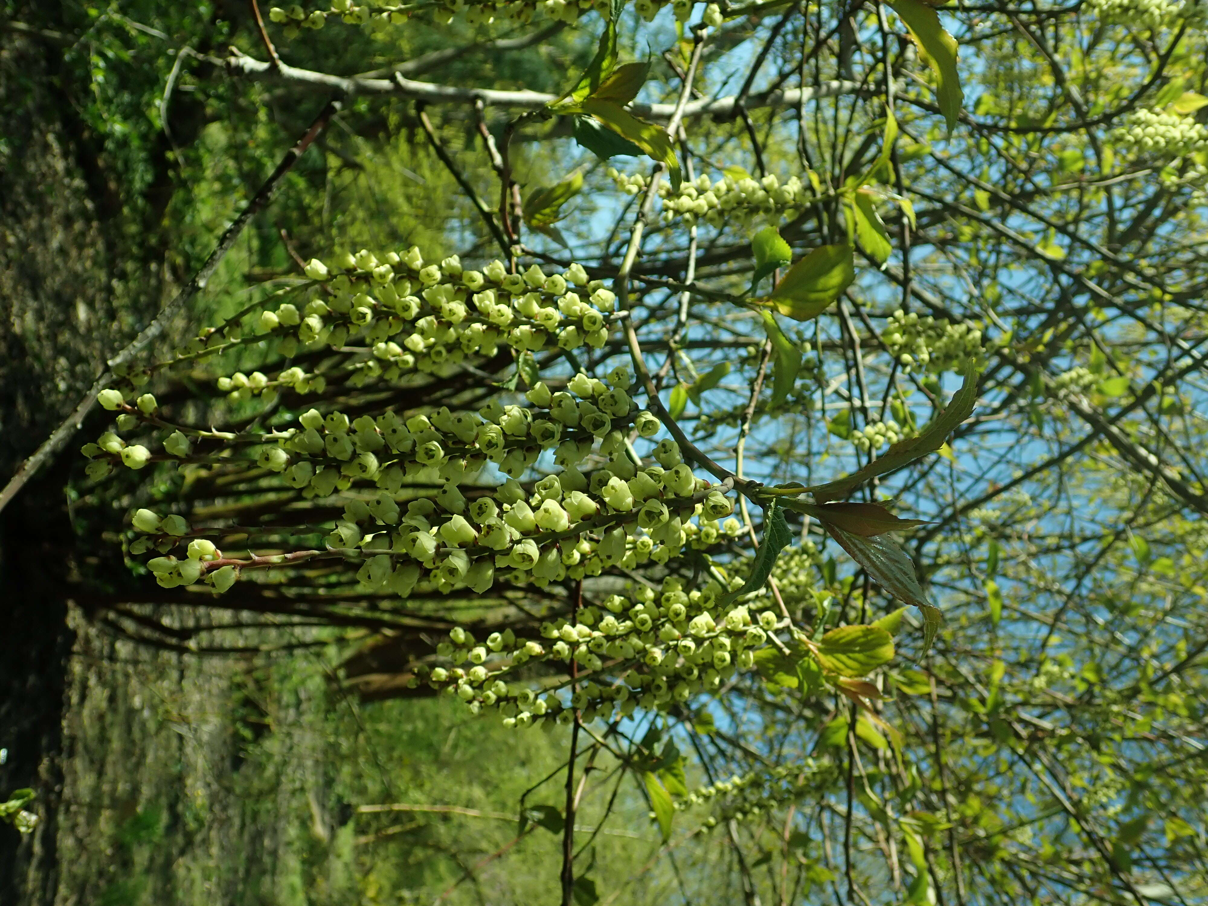 Image of Stachyurus praecox Sieb. & Zucc.