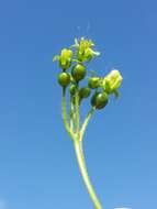 Image of white bryony