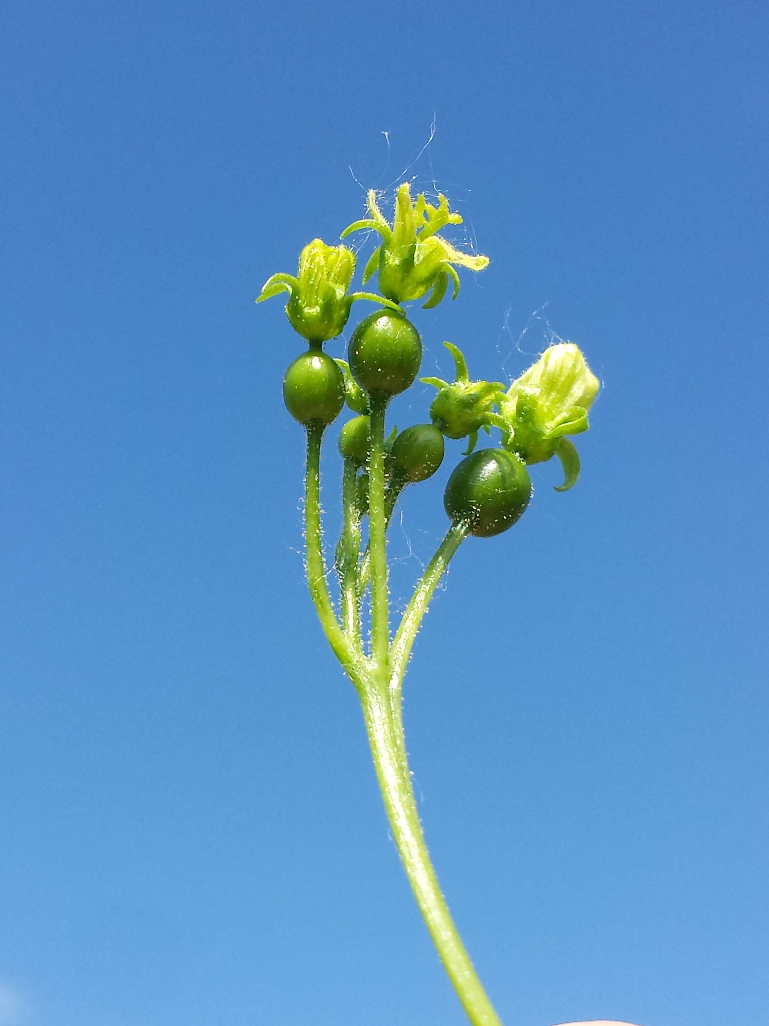 Image of white bryony