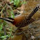 Image of Rufous-backed Wren